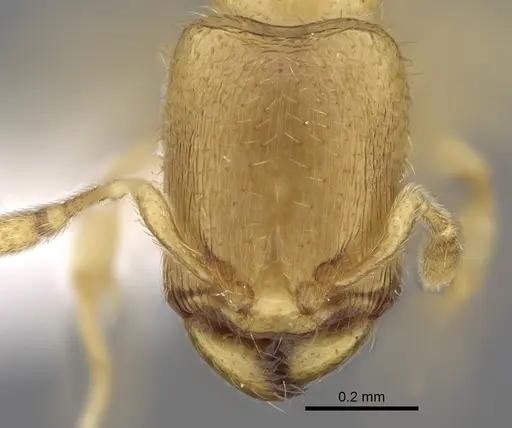 Carebara demeter - CASENT0248449