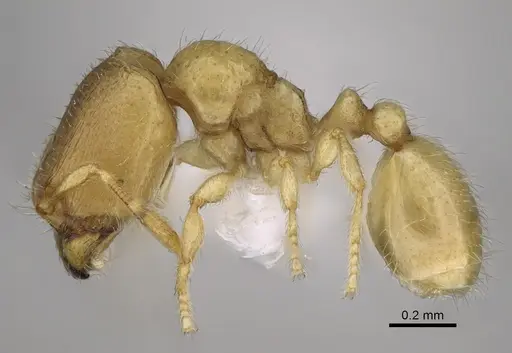 Carebara demeter - CASENT0248449