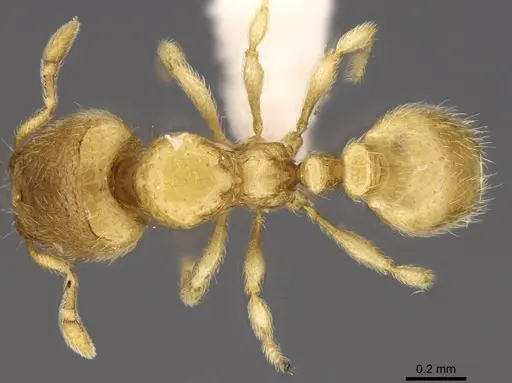 Carebara demeter - CASENT0906157