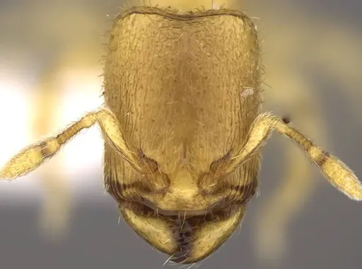 Carebara demeter - CASENT0906157