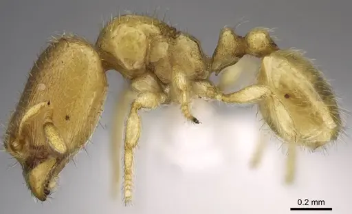 Carebara demeter - CASENT0906157