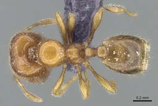 Carebara dentata specimen