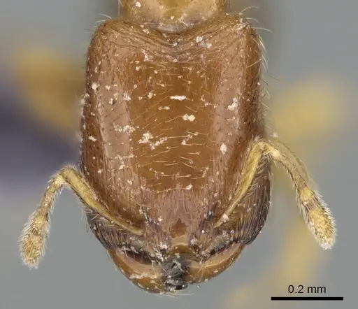 Carebara dentata specimen