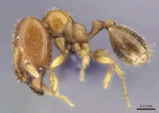 Carebara dentata specimen