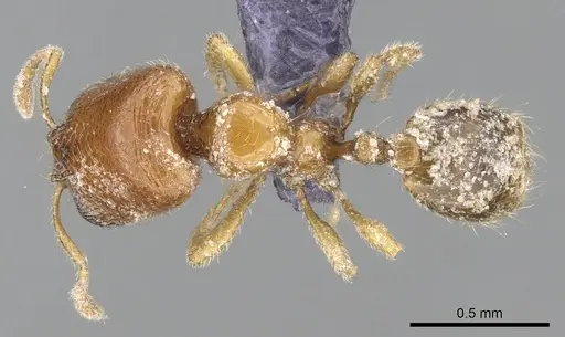 Carebara dentata - CASENT0906091