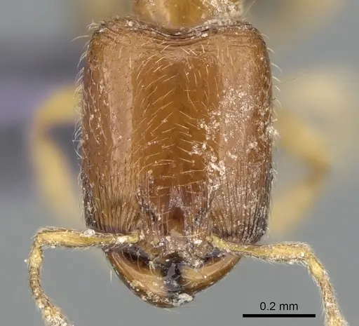 Carebara dentata - CASENT0906091