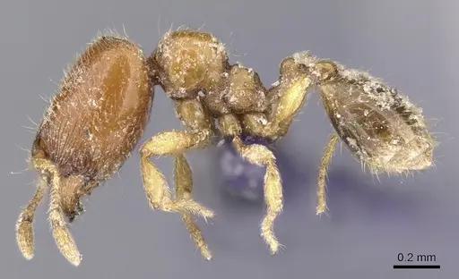 Carebara dentata - CASENT0906091