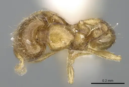 Carebara dentata - CASENT0906092