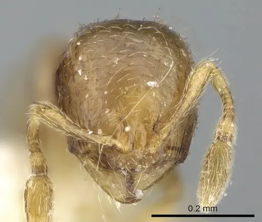 Carebara dentata - CASENT0906092