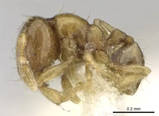 Carebara dentata - CASENT0906092