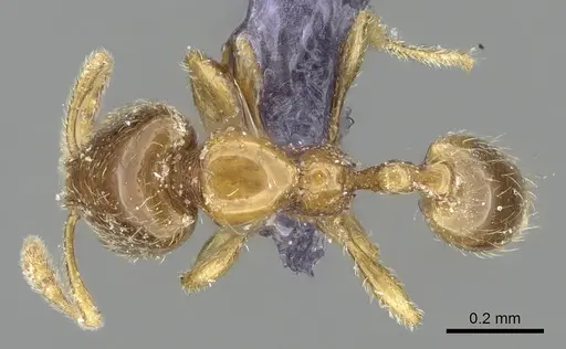 Carebara dentata - CASENT0906093