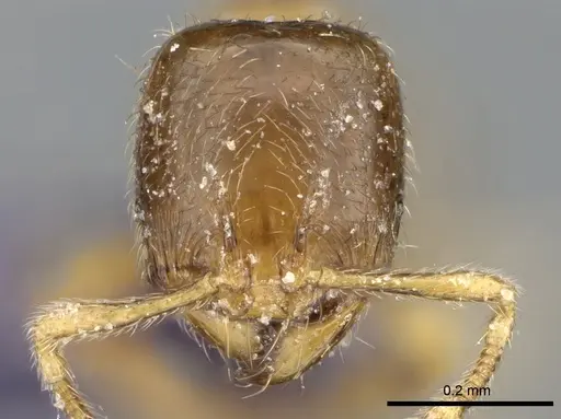 Carebara dentata - CASENT0906093