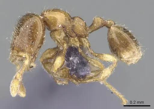 Carebara dentata - CASENT0906093