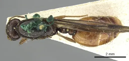 Carebara deponens specimen