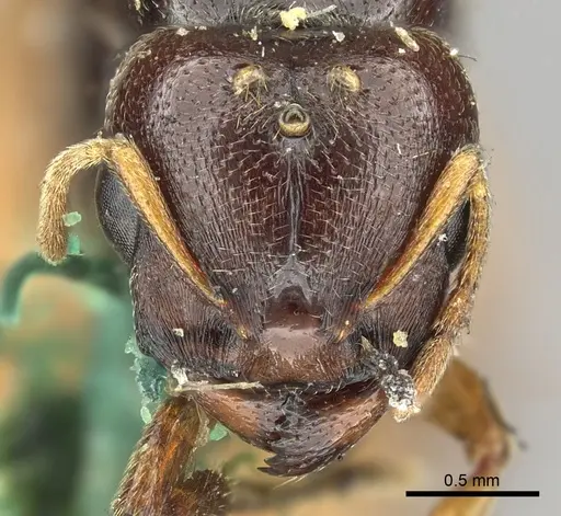 Carebara deponens specimen