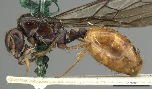Carebara deponens specimen