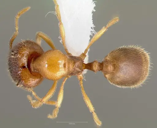 Carebara diabola specimen