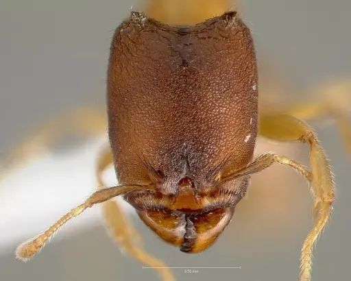 Carebara diabola specimen