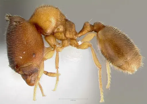 Carebara diabola specimen