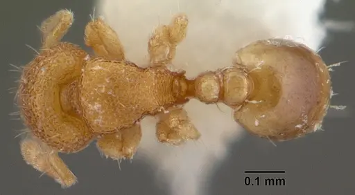 Carebara distincta specimen