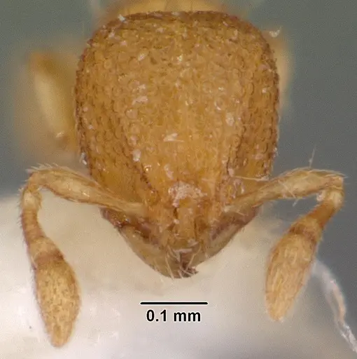Carebara distincta specimen