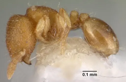 Carebara distincta specimen