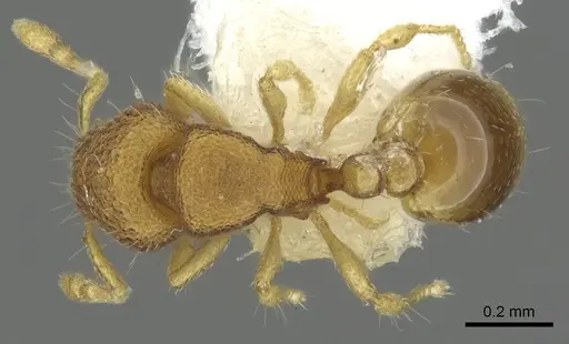 Carebara distincta - CASENT0902367