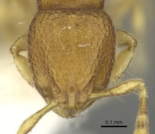 Carebara distincta - CASENT0902367