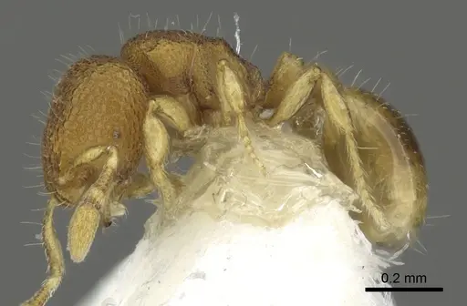 Carebara distincta - CASENT0902367