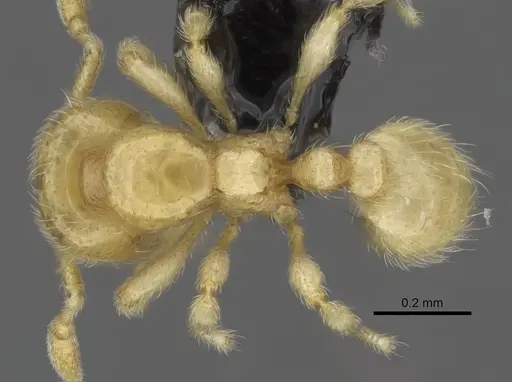 Carebara dota specimen