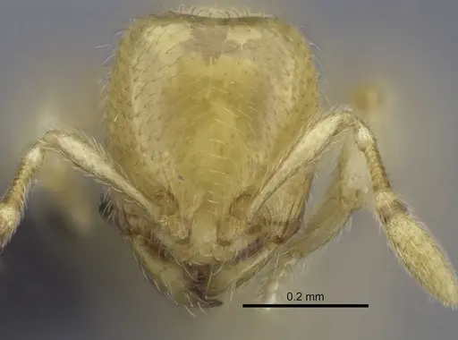 Carebara dota specimen