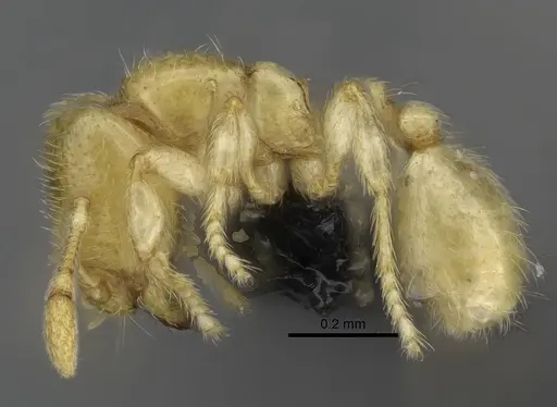 Carebara dota specimen