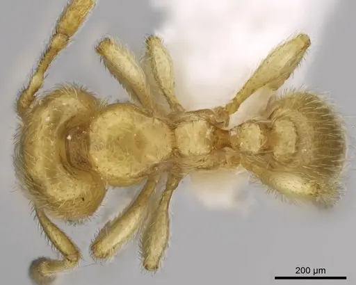 Carebara dota - CASENT0192570