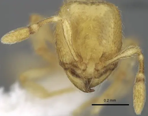 Carebara dota - CASENT0192570