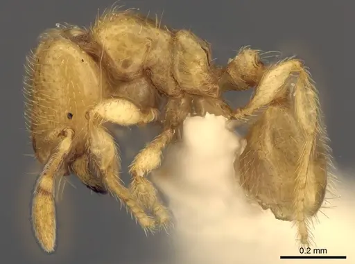 Carebara dota - CASENT0192570