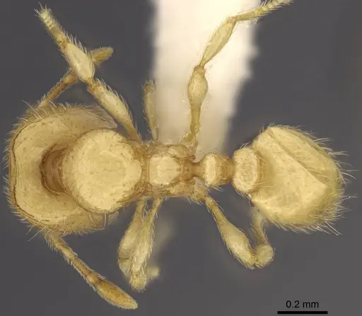 Carebara dota - CASENT0192623