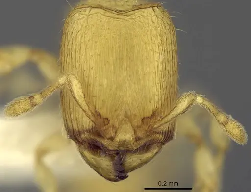 Carebara dota - CASENT0192623