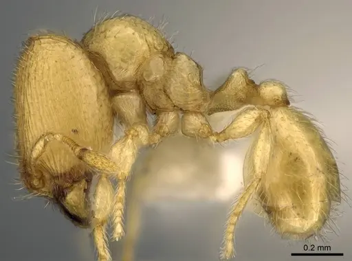 Carebara dota - CASENT0192623