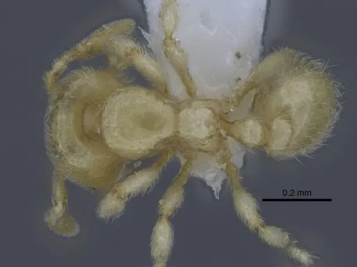 Carebara dota - CASENT0227023