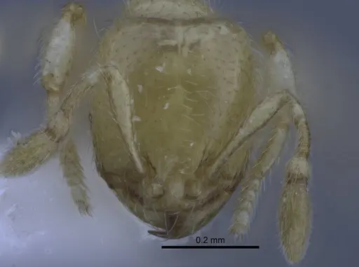 Carebara dota - CASENT0227023