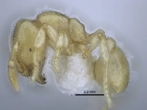 Carebara dota - CASENT0227023