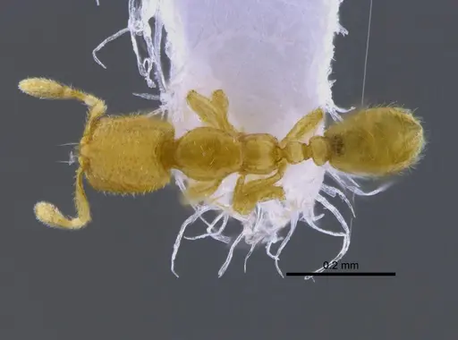 Carebara elongata specimen