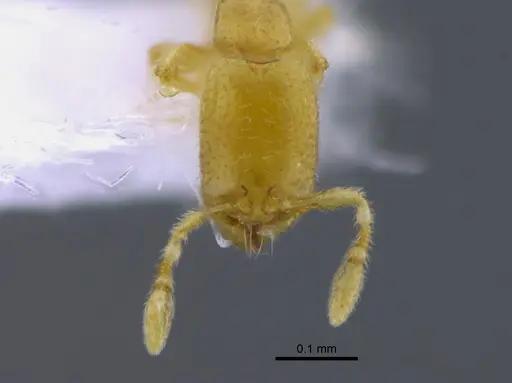 Carebara elongata specimen