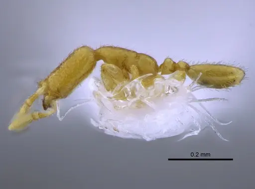 Carebara elongata specimen