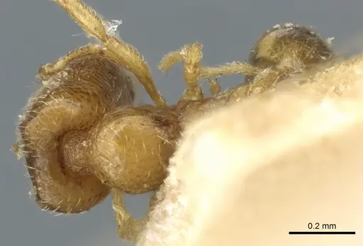 Carebara erythraea specimen