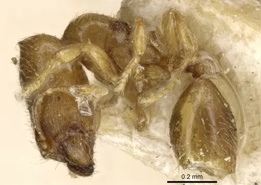 Carebara erythraea specimen