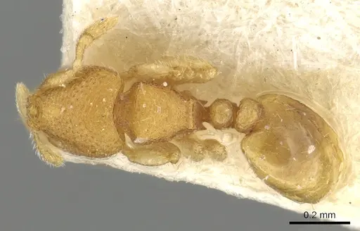 Carebara escherichi specimen