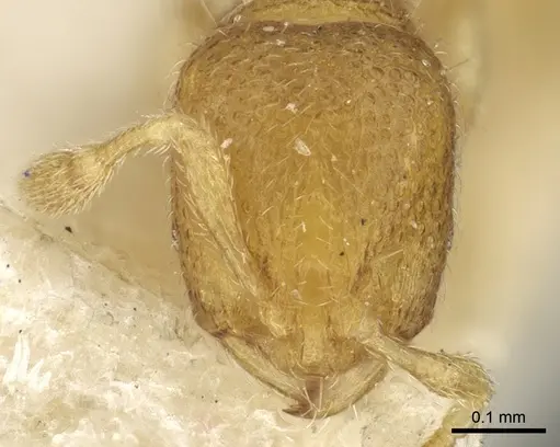 Carebara escherichi specimen