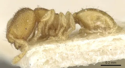 Carebara escherichi specimen