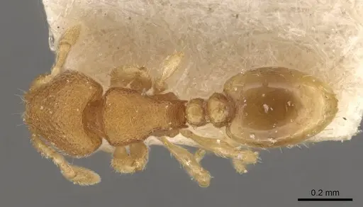 Carebara escherichi - CASENT0908921